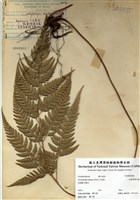 藏品(細葉複葉耳蕨)的圖片